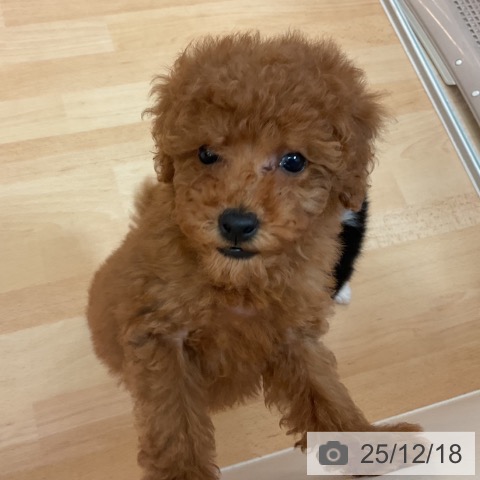 福岡県のトイプードル(トイ) (ペットプラス 福岡伊都店/2025年10月15日生まれ/女の子/レッド)の子犬の3枚目の画像