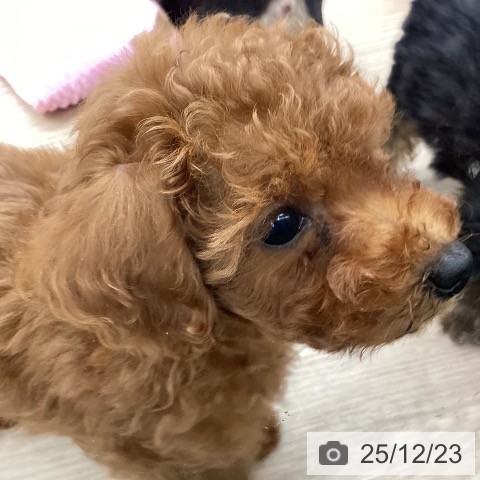 長崎県のトイプードル(トイ) (ペットプラス 長崎店/2025年10月15日生まれ/女の子/レッド)の子犬の4枚目の画像