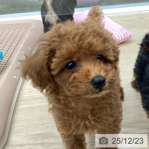 長崎県のトイプードル(トイ) (ペットプラス 長崎店/2025年10月15日生まれ/女の子/レッド)の子犬の3枚目の画像