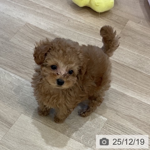 福岡県のトイプードル(トイ) (ペットプラス 香椎浜店/2025年10月14日生まれ/男の子/レッド)の子犬の4枚目の画像