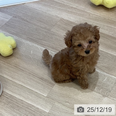 福岡県のトイプードル(トイ) (ペットプラス 香椎浜店/2025年10月14日生まれ/男の子/レッド)の子犬の3枚目の画像