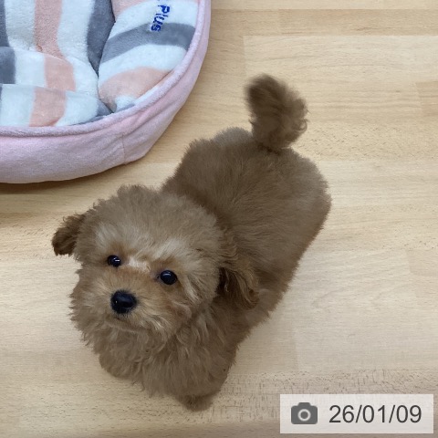 福岡県のトイプードル(トイ) (ペットプラス MARK IS 福岡ももち店/2025年10月14日生まれ/男の子/レッド)の子犬の4枚目の画像