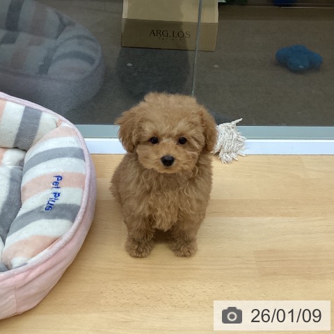 福岡県のトイプードル(トイ) (ペットプラス MARK IS 福岡ももち店/2025年10月14日生まれ/男の子/レッド)の子犬の3枚目の画像