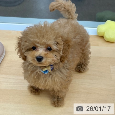 福岡県のトイプードル(トイ) (ペットプラス MARK IS 福岡ももち店/2025年10月14日生まれ/男の子/レッド)の子犬の4枚目の画像