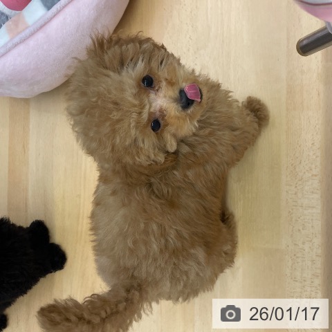 福岡県のトイプードル(トイ) (ペットプラス MARK IS 福岡ももち店/2025年10月14日生まれ/男の子/レッド)の子犬の3枚目の画像