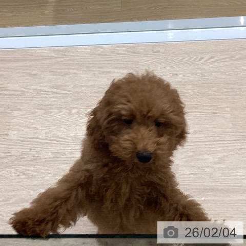 長崎県のトイプードル(トイ) (ペットプラス 長崎店/2025年10月15日生まれ/男の子/レッド)の子犬の4枚目の画像