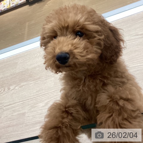 長崎県のトイプードル(トイ) (ペットプラス 長崎店/2025年10月15日生まれ/男の子/レッド)の子犬の3枚目の画像