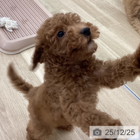 福岡県のトイプードル(トイ) (ペットプラス 春日店/2025年10月15日生まれ/男の子/レッド)の子犬の4枚目の画像