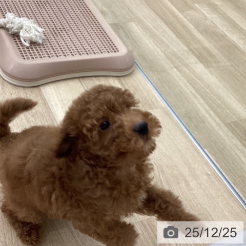 福岡県のトイプードル(トイ) (ペットプラス 春日店/2025年10月15日生まれ/男の子/レッド)の子犬の3枚目の画像