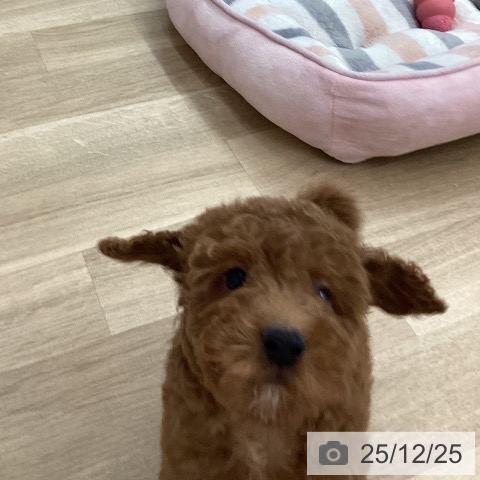 宮崎県のトイプードル(トイ) (ペットプラス 宮崎店/2025年10月15日生まれ/男の子/レッド)の子犬の4枚目の画像