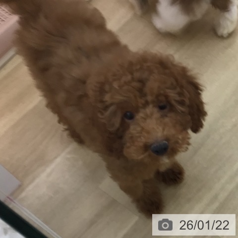 宮崎県のトイプードル(トイ) (ペットプラス 宮崎店/2025年10月15日生まれ/男の子/レッド)の子犬の3枚目の画像