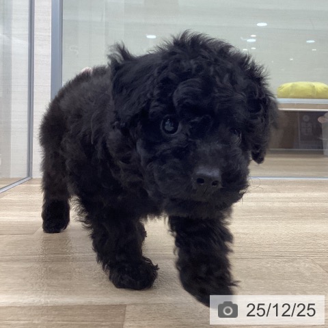 福岡県のトイプードル(トイ) (ペットプラス 春日店/2025年10月14日生まれ/男の子/ブラック)の子犬の4枚目の画像