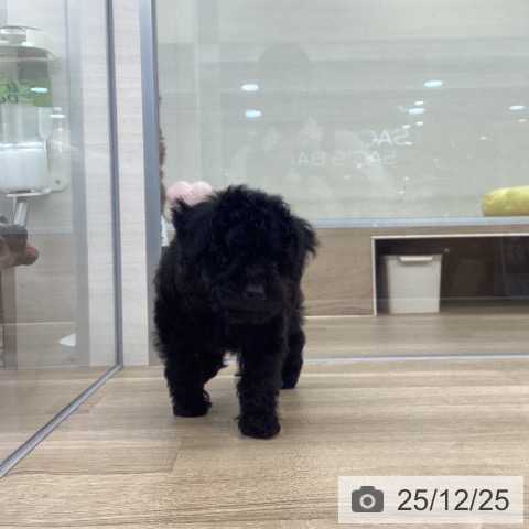 福岡県のトイプードル(トイ) (ペットプラス 春日店/2025年10月14日生まれ/男の子/ブラック)の子犬の3枚目の画像