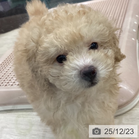 長崎県のトイプードル(トイ) (ペットプラス 長崎店/2025年10月14日生まれ/女の子/アプリコット)の子犬の4枚目の画像