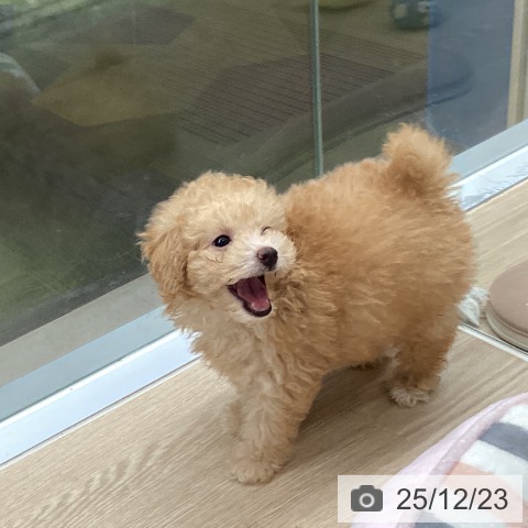 長崎県のトイプードル(トイ) (ペットプラス 長崎店/2025年10月14日生まれ/女の子/アプリコット)の子犬の3枚目の画像