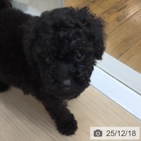 トイ・プードルの写真