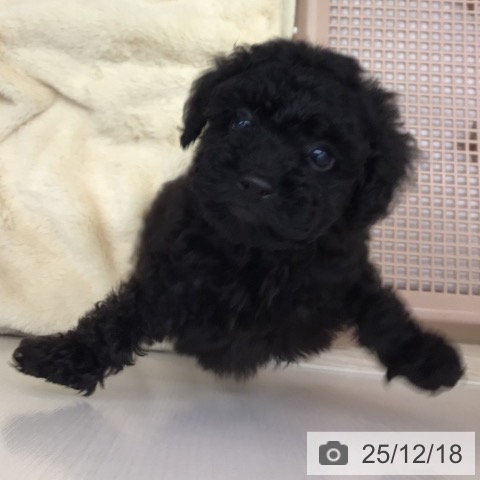 トイ・プードルの写真