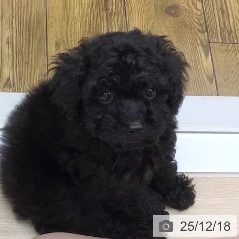 トイ・プードルの写真