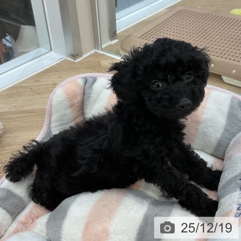 トイ・プードルの写真