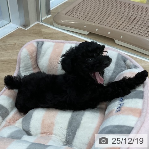 トイ・プードルの写真