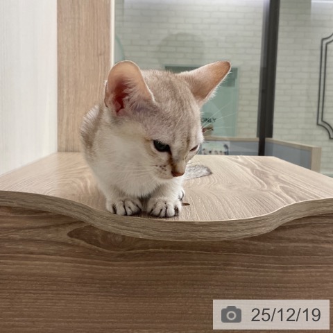 シンガプーラの写真