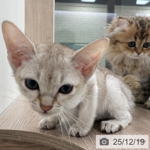 シンガプーラの写真