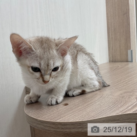 シンガプーラの写真