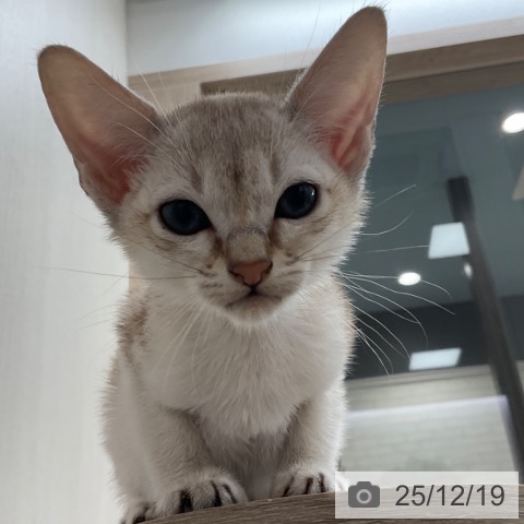 シンガプーラの写真