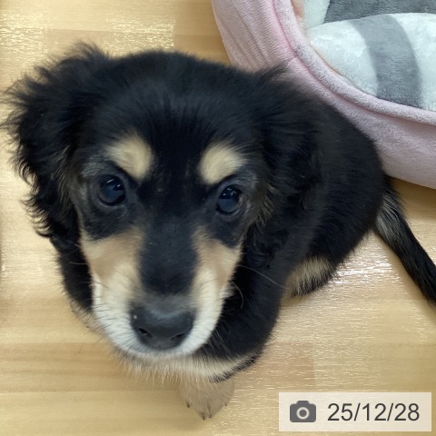 ミニチュア・ダックスフンドの写真