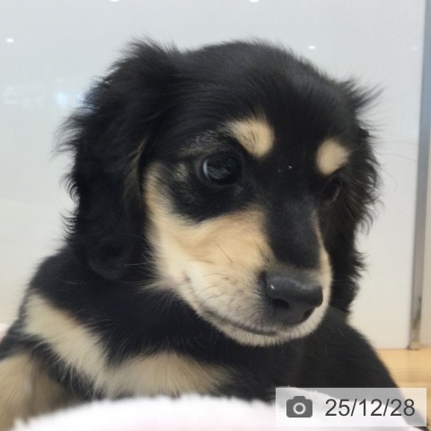 ミニチュア・ダックスフンドの写真