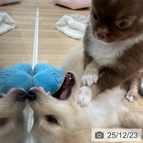 福岡県のミニチュアダックスフンド(ロング) (ペットプラス 八幡東店/2025年10月17日生まれ/男の子/イエロー)の子犬の4枚目の画像