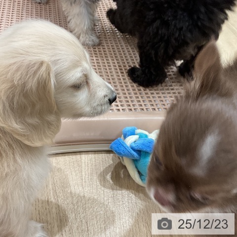 福岡県のミニチュアダックスフンド(ロング) (ペットプラス 八幡東店/2025年10月17日生まれ/男の子/イエロー)の子犬の3枚目の画像