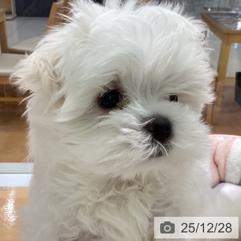 マルチーズの写真