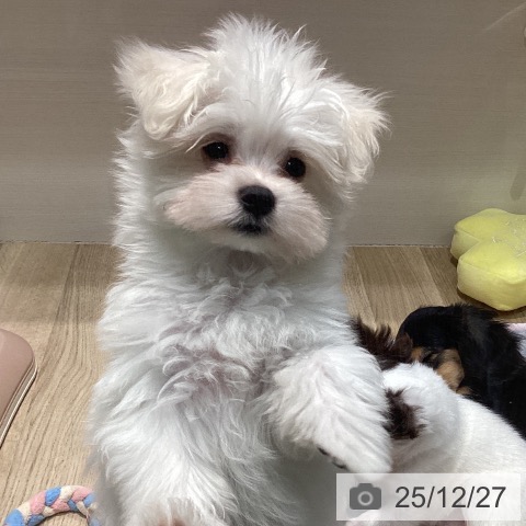 福岡県のマルチーズ (ペットプラス 小倉南店/2025年10月16日生まれ/男の子/ホワイト)の子犬の4枚目の画像