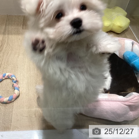 福岡県のマルチーズ (ペットプラス 小倉南店/2025年10月16日生まれ/男の子/ホワイト)の子犬の3枚目の画像