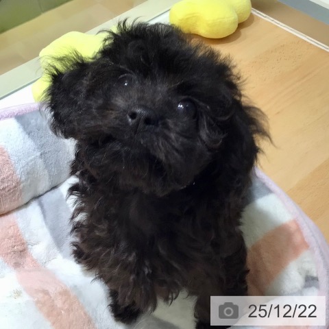 鹿児島県のトイプードル(トイ) (ペットプラス 姶良店/2025年10月6日生まれ/男の子/ブラック)の子犬の4枚目の画像