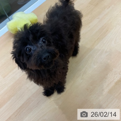 福岡県のトイプードル(トイ) (ペットプラス MARK IS 福岡ももち店/2025年10月6日生まれ/男の子/ブラック)の子犬の4枚目の画像