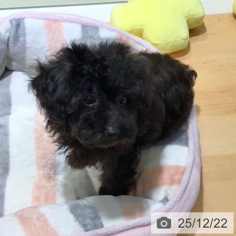 鹿児島県のトイプードル(トイ) (ペットプラス 姶良店/2025年10月6日生まれ/男の子/ブラック)の子犬の3枚目の画像