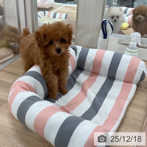 福岡県のトイプードル(トイ) (ペットプラス 八幡東店/2025年10月6日生まれ/男の子/レッド)の子犬の4枚目の画像