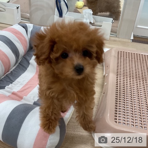 福岡県のトイプードル(トイ) (ペットプラス 八幡東店/2025年10月6日生まれ/男の子/レッド)の子犬の3枚目の画像