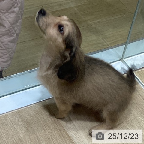 ミニチュア・ダックスフンドの写真