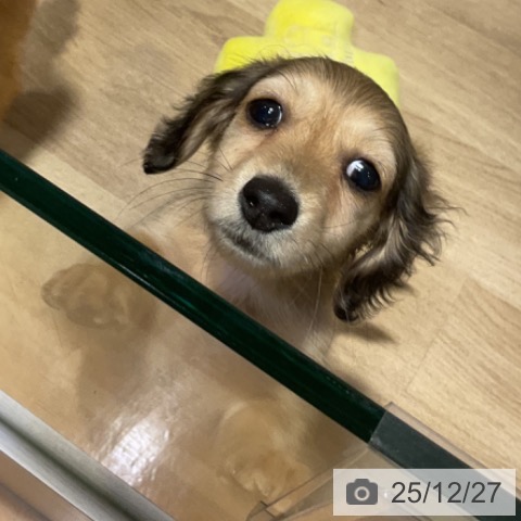 福岡県のミニチュアダックスフンド(ロング) (ペットプラス 小倉南店/2025年10月14日生まれ/女の子/シェーデットイエロー)の子犬の4枚目の画像