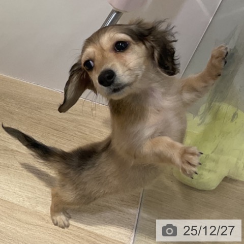 福岡県のミニチュアダックスフンド(ロング) (ペットプラス 小倉南店/2025年10月14日生まれ/女の子/シェーデットイエロー)の子犬の3枚目の画像