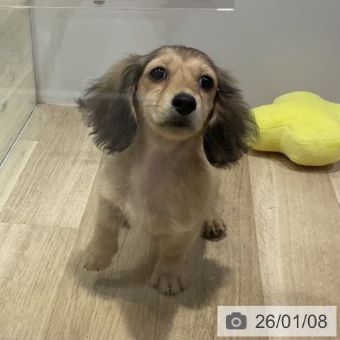 福岡県のミニチュアダックスフンド(ロング) (ペットプラス 小倉南店/2025年10月14日生まれ/女の子/シェーデットイエロー)の子犬の4枚目の画像