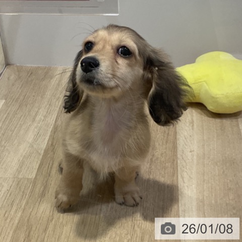 福岡県のミニチュアダックスフンド(ロング) (ペットプラス 小倉南店/2025年10月14日生まれ/女の子/シェーデットイエロー)の子犬の3枚目の画像