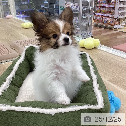 山梨県のパピヨン (ペットプラス 甲府国母店/2025年10月17日生まれ/男の子/セーブルホワイト)の子犬の4枚目の画像