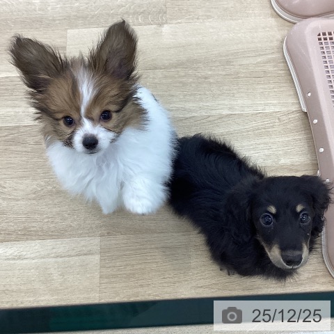 山梨県のパピヨン (ペットプラス 甲府国母店/2025年10月17日生まれ/男の子/セーブルホワイト)の子犬の3枚目の画像