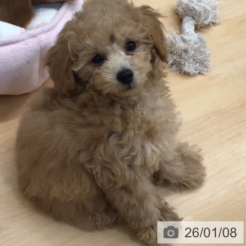 熊本県のトイプードル(トイ) (ペットプラス 熊本店/2025年10月17日生まれ/男の子/アプリコット)の子犬の4枚目の画像