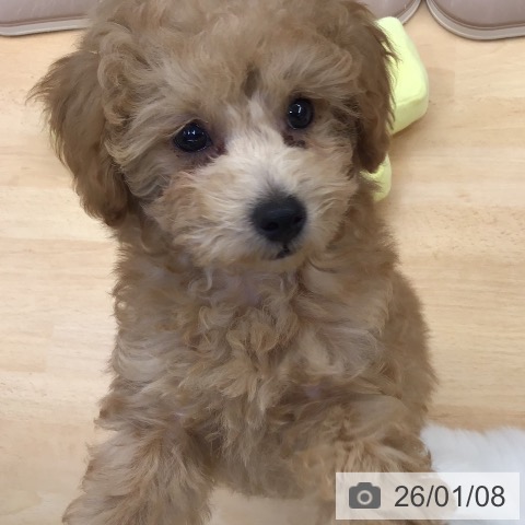 熊本県のトイプードル(トイ) (ペットプラス 熊本店/2025年10月17日生まれ/男の子/アプリコット)の子犬の3枚目の画像