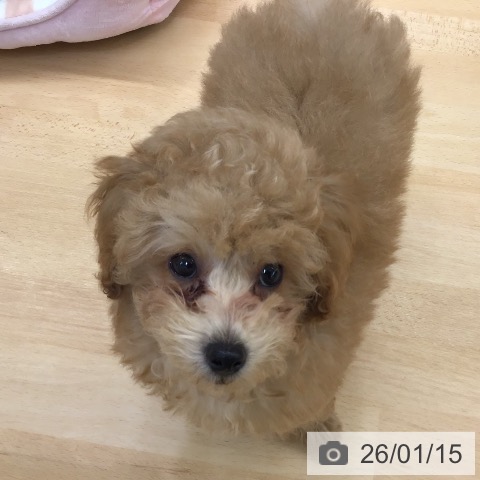 熊本県のトイプードル(トイ) (ペットプラス 熊本店/2025年10月17日生まれ/男の子/アプリコット)の子犬の3枚目の画像